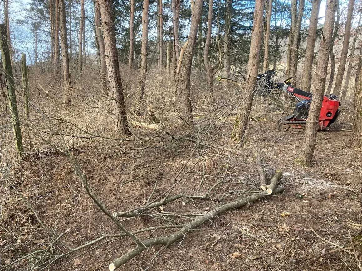 Tree & Brush Removal 3