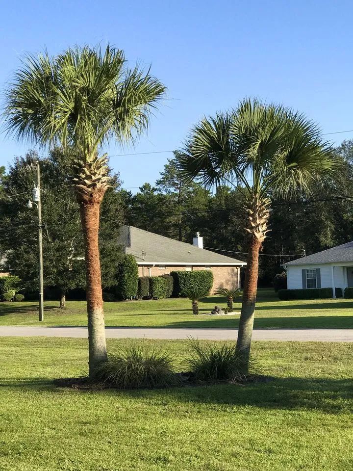 Two palm trees are standing next to each other in front of a house.