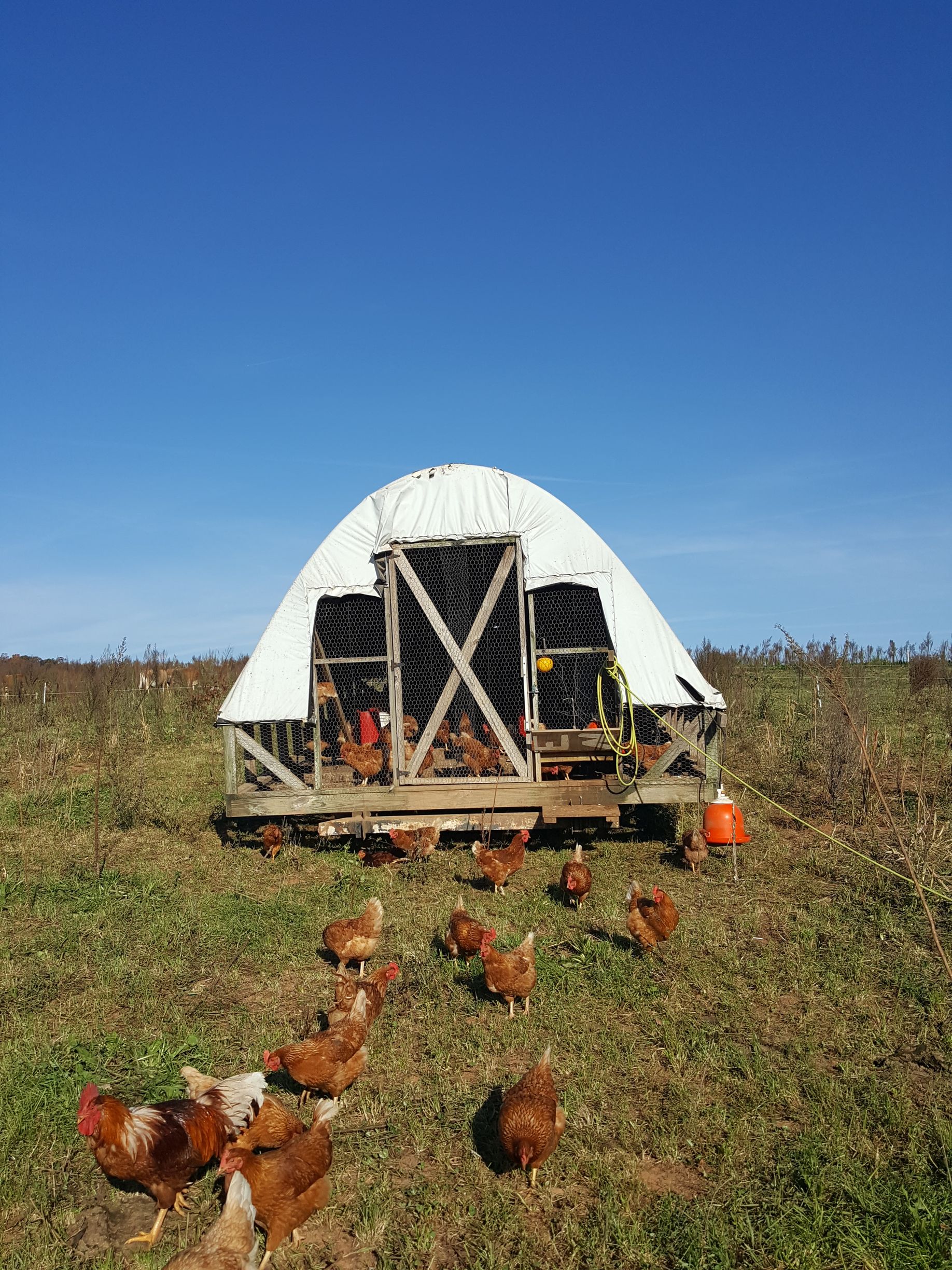 A group of chickens are standing in a field in front of a chicken coop.