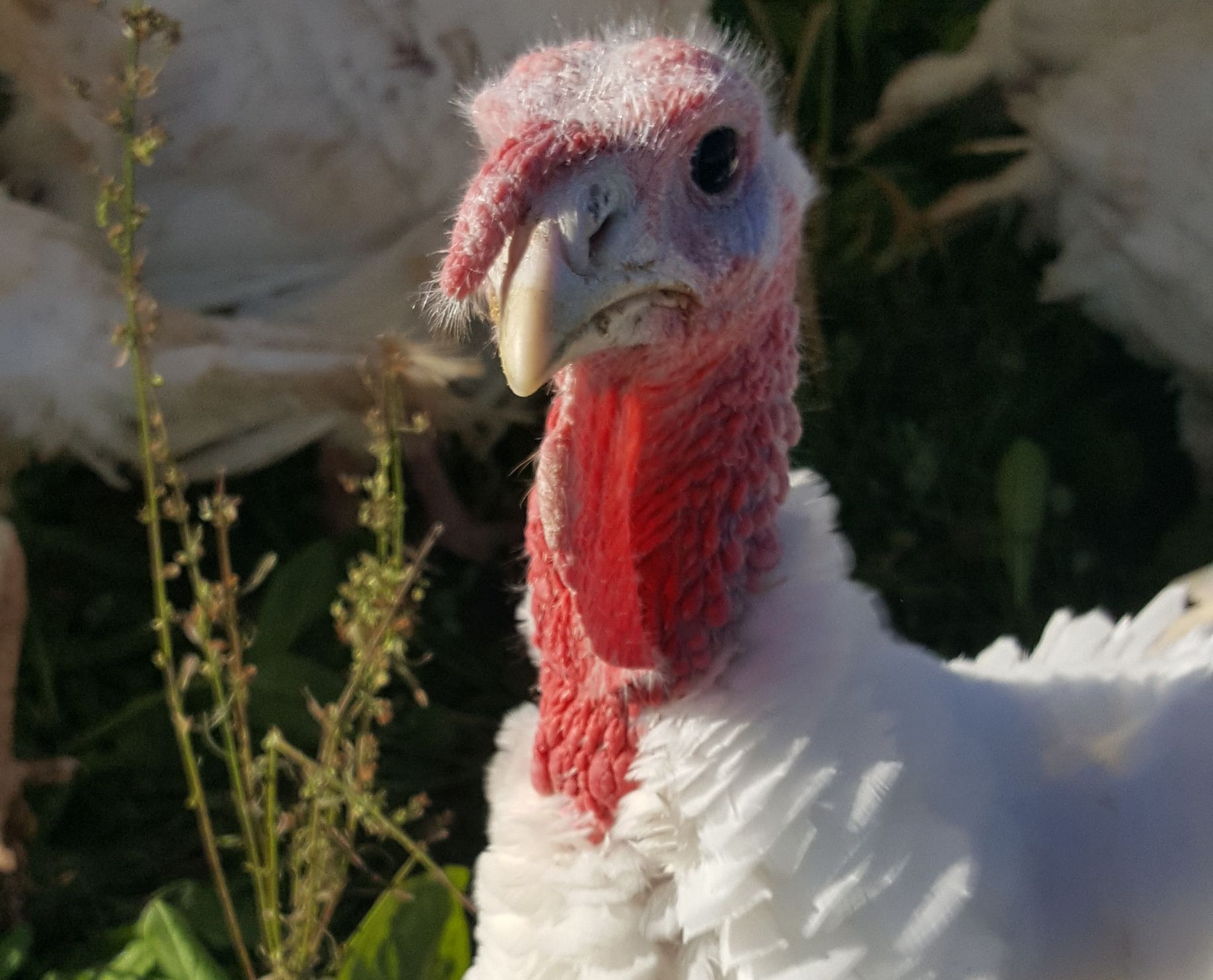 A close up of a white turkey with a red head