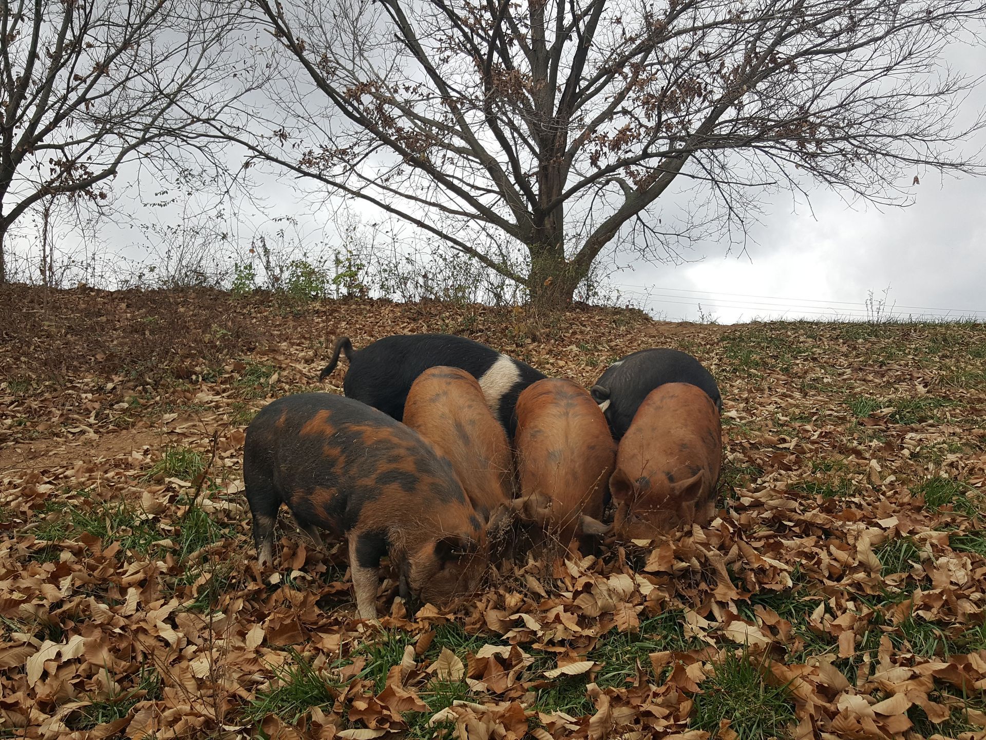 A group of pigs are eating leaves in a field.