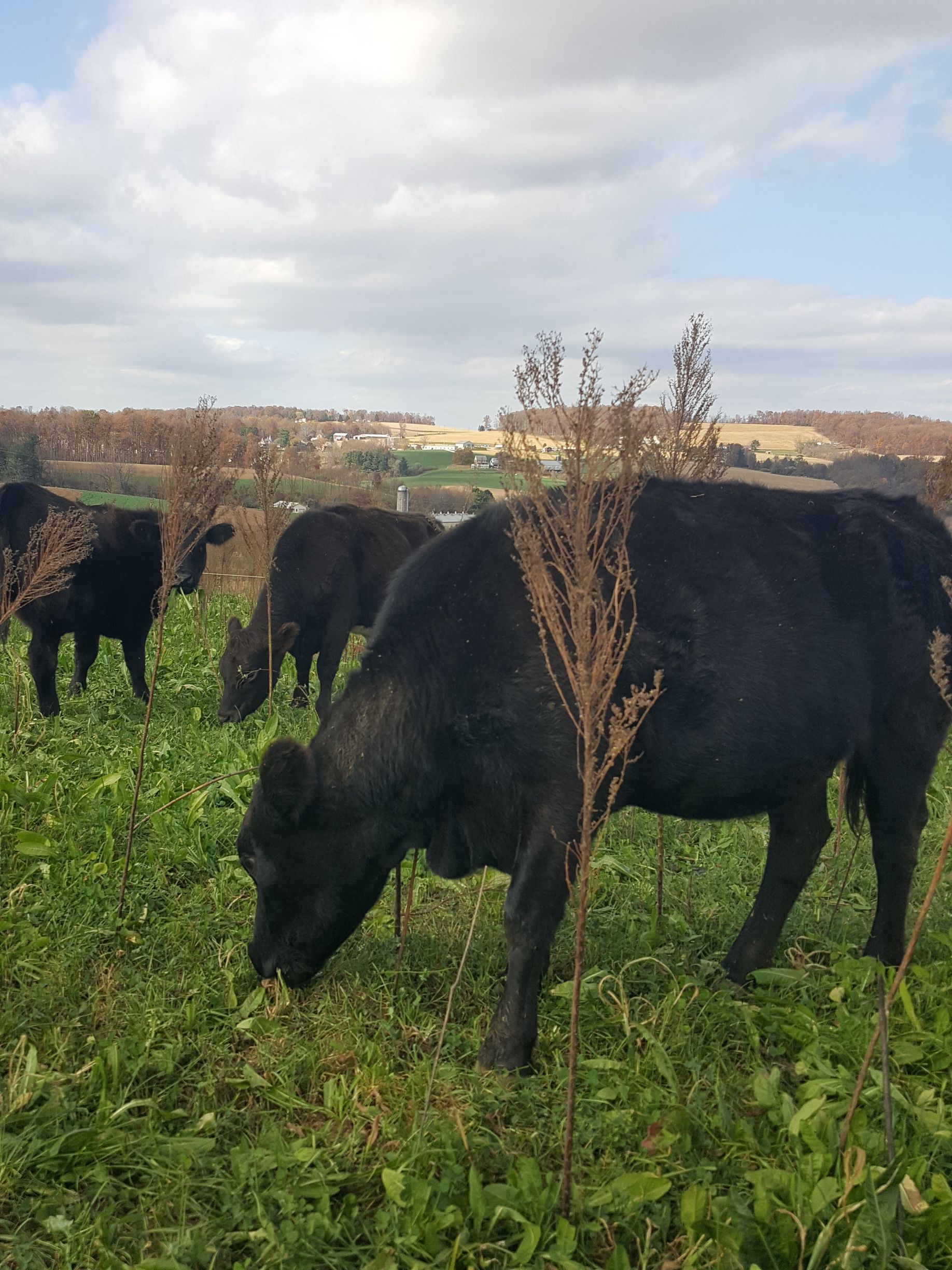 A herd of black cows grazing in a grassy field