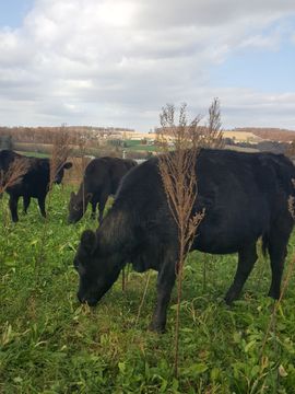 A herd of black cows grazing in a grassy field