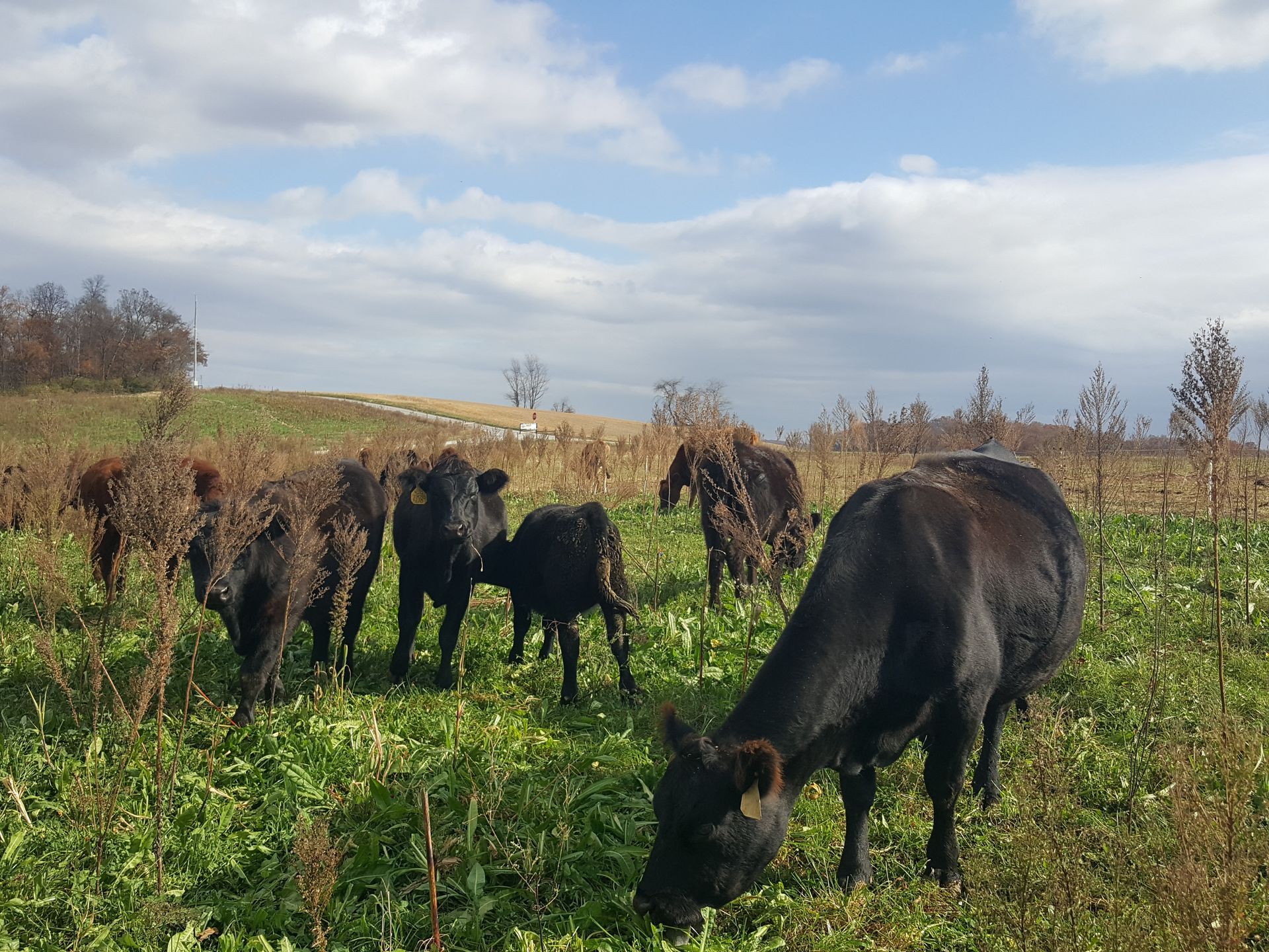 A herd of black cows grazing in a grassy field