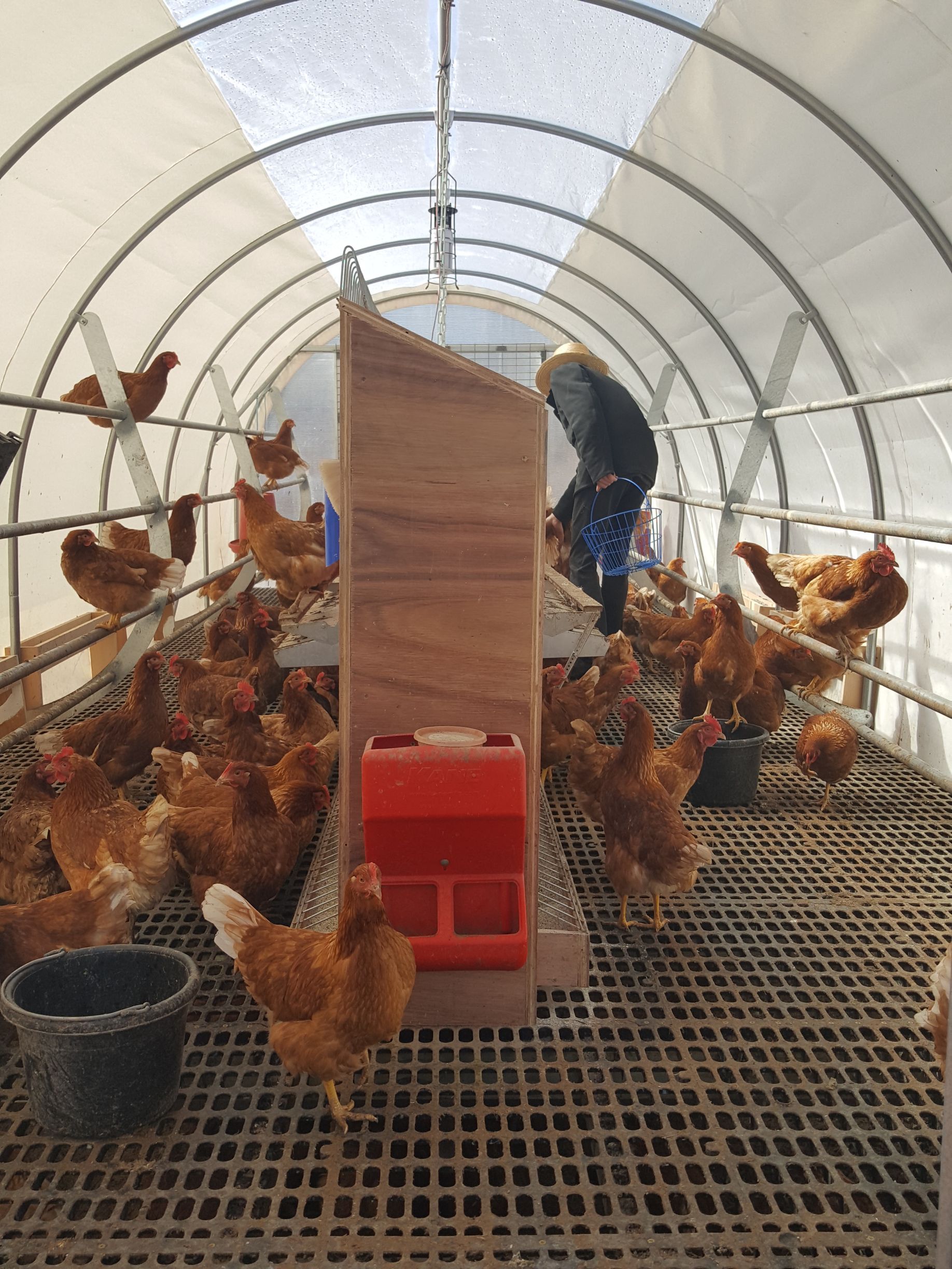 A man is feeding chickens in a greenhouse.