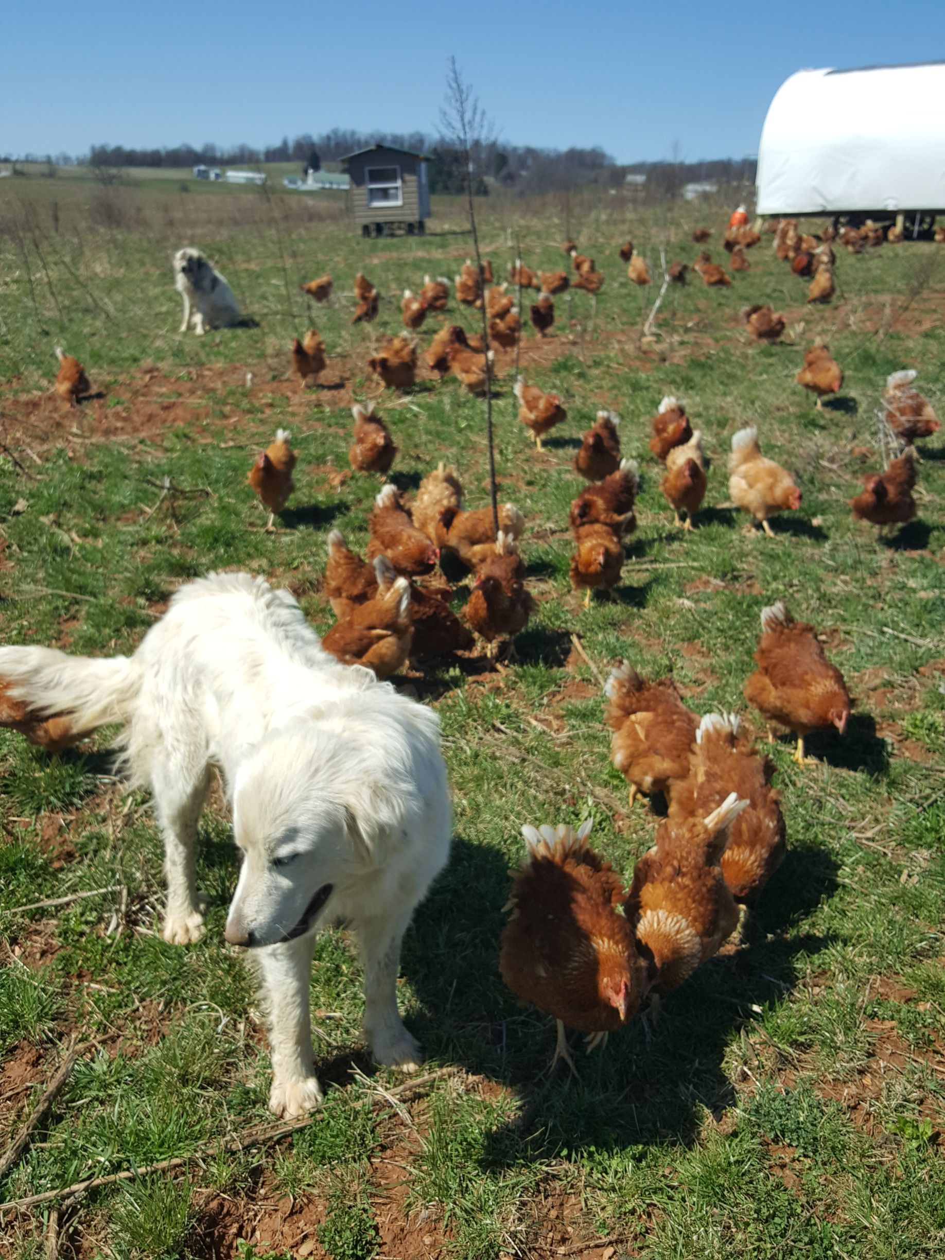 A white dog standing in a field with chickens