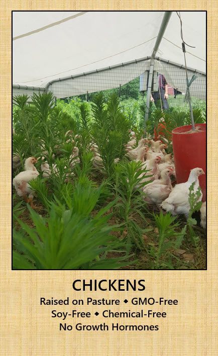 Chickens are raised on pasture gmo free soy free chemical free no growth hormones