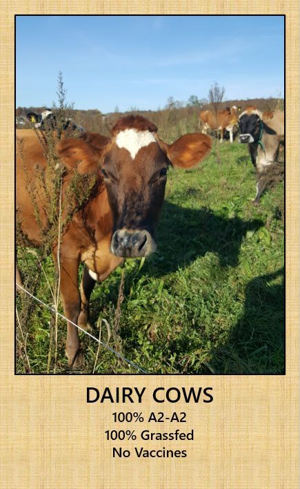 A dairy cow is standing in a grassy field.