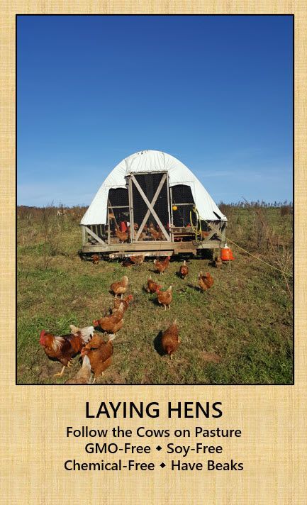 Laying hens follow the cows on pasture gmo free soy free chemical free have beaks