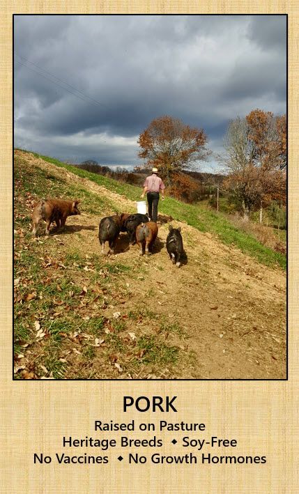 A group of pigs are walking down a dirt road.