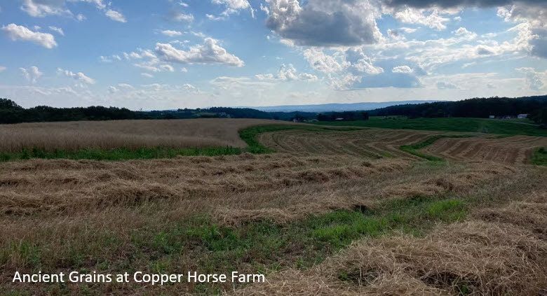 A field of ancient grains at copper horse farm