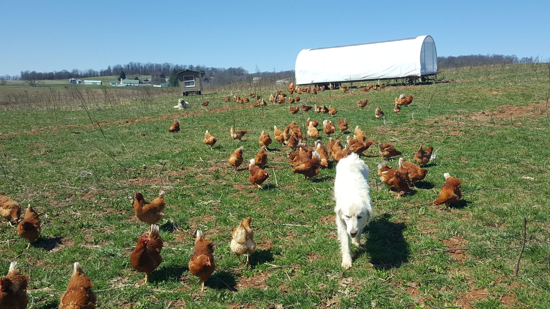 Expanded Hours and Produce Season Newsletter Highlighted by farm dog with chickens.