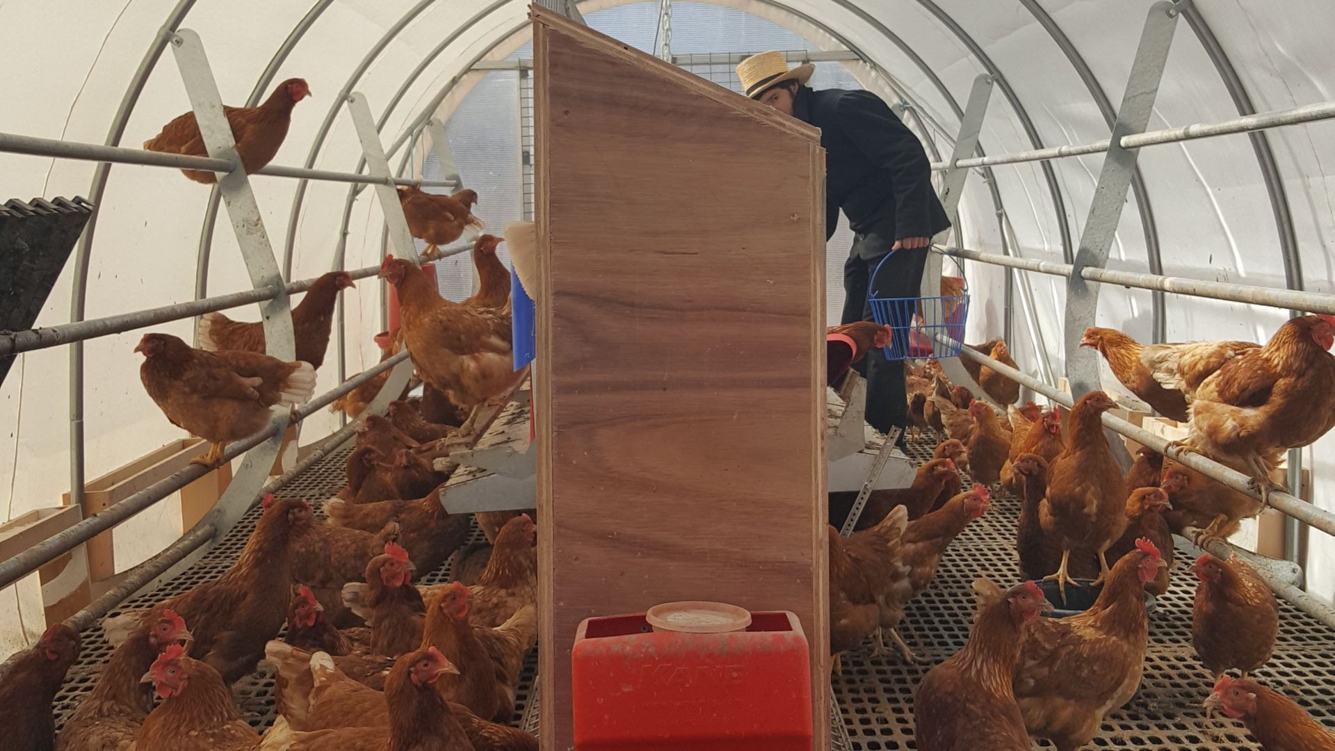 A man is standing in a greenhouse surrounded by chickens.