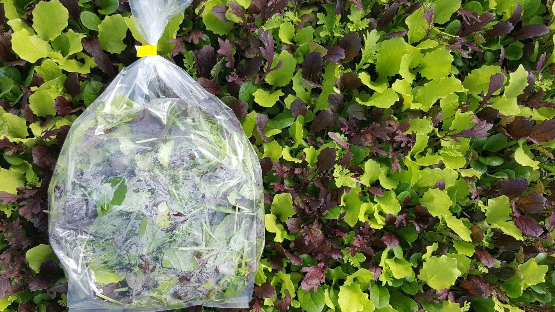 A bag of lettuce is sitting on top of a pile of lettuce.