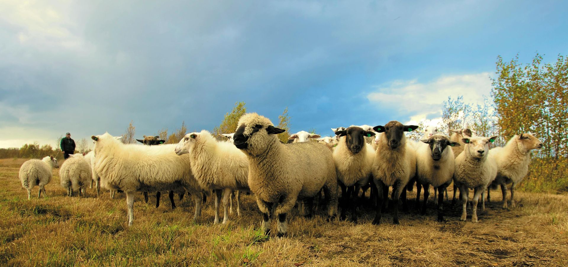 A herd of sheep are standing in a field.