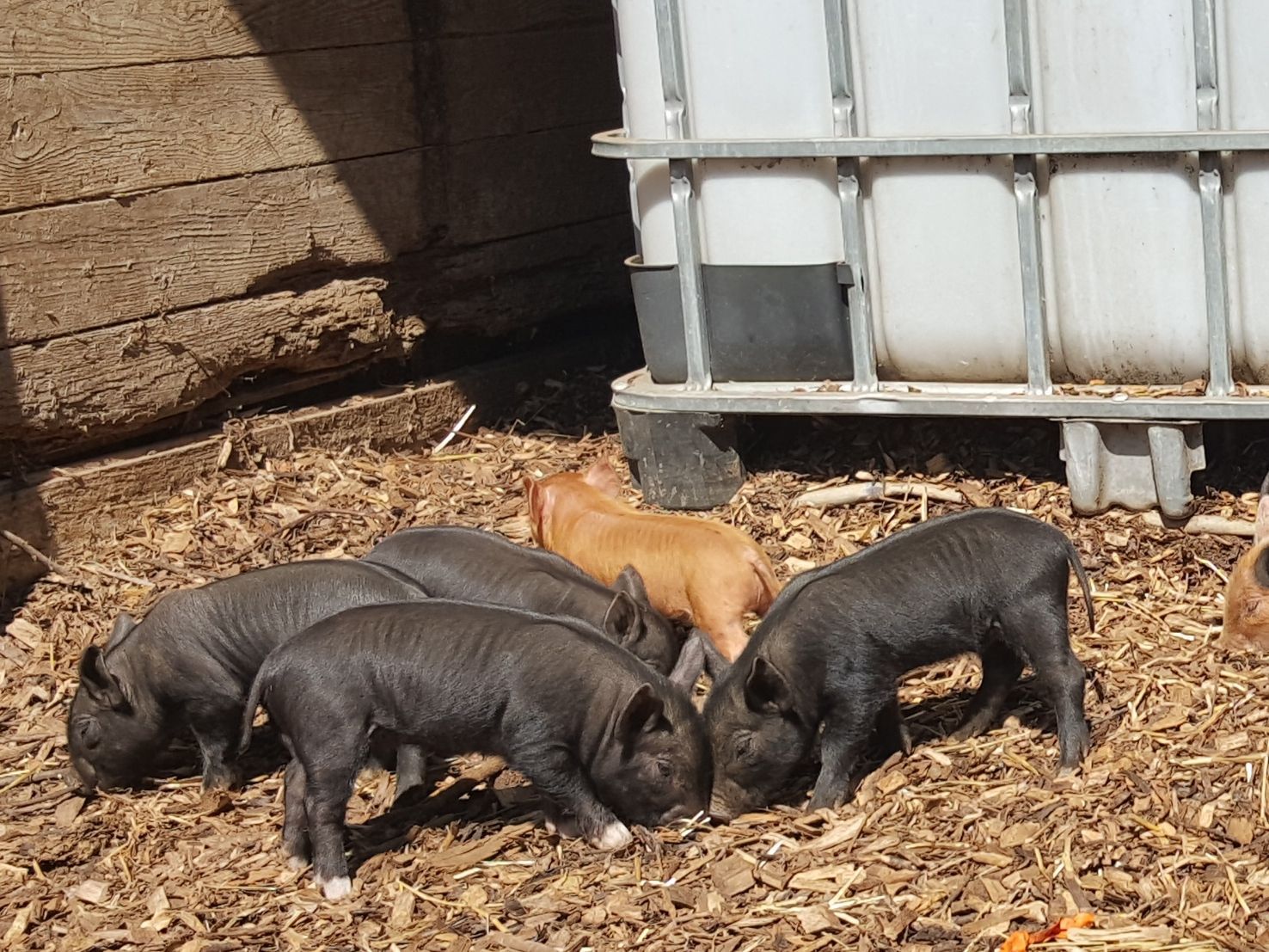 Piglets in a pen.