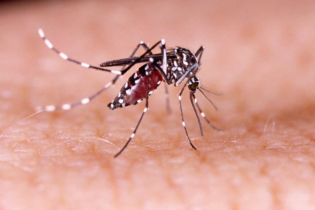 Mosquito Control