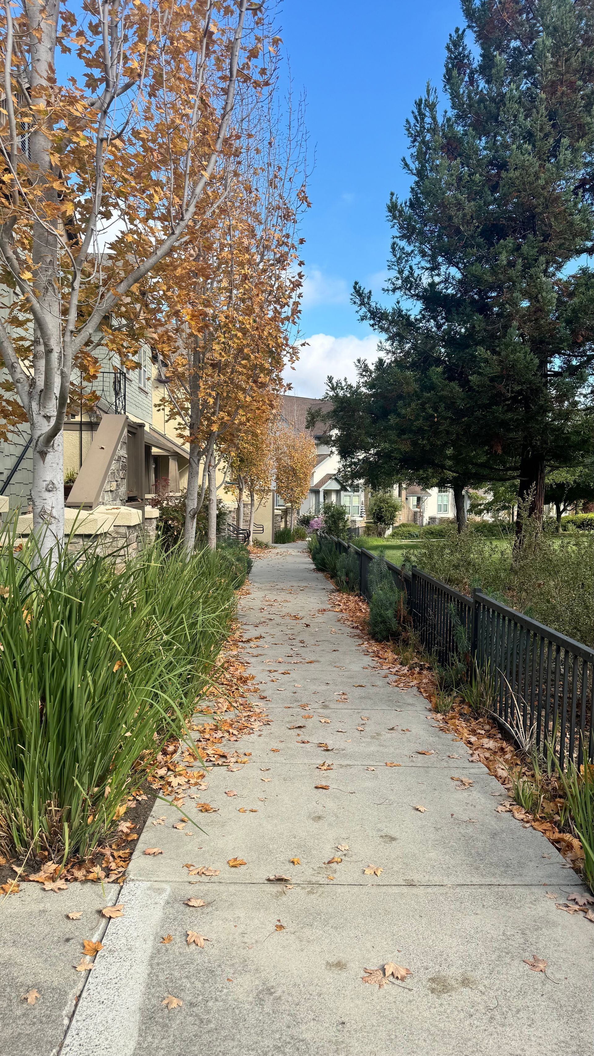Concrete walkway lined with trees (autumn leaves on one side), houses, and green plants; blue sky.