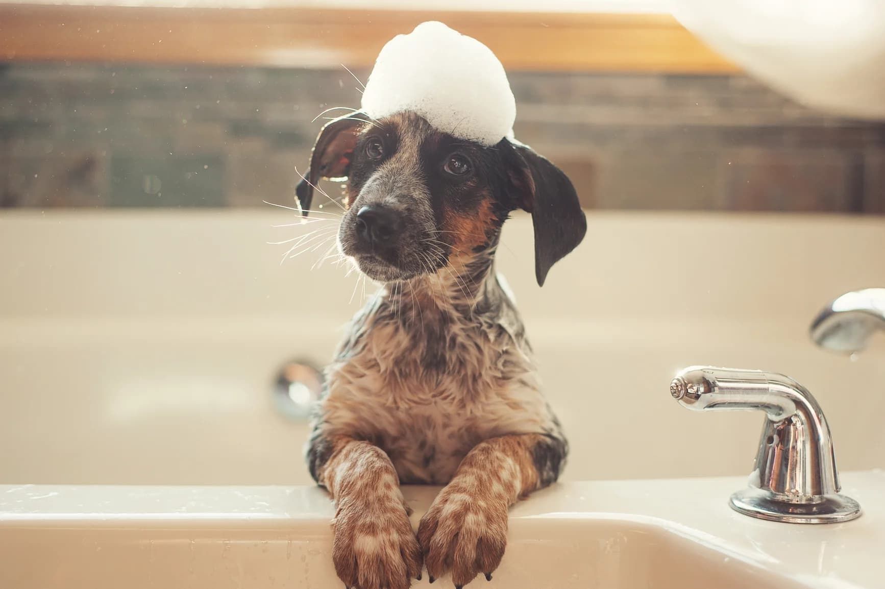 A dog is taking a bath in a bathtub with foam on its head.