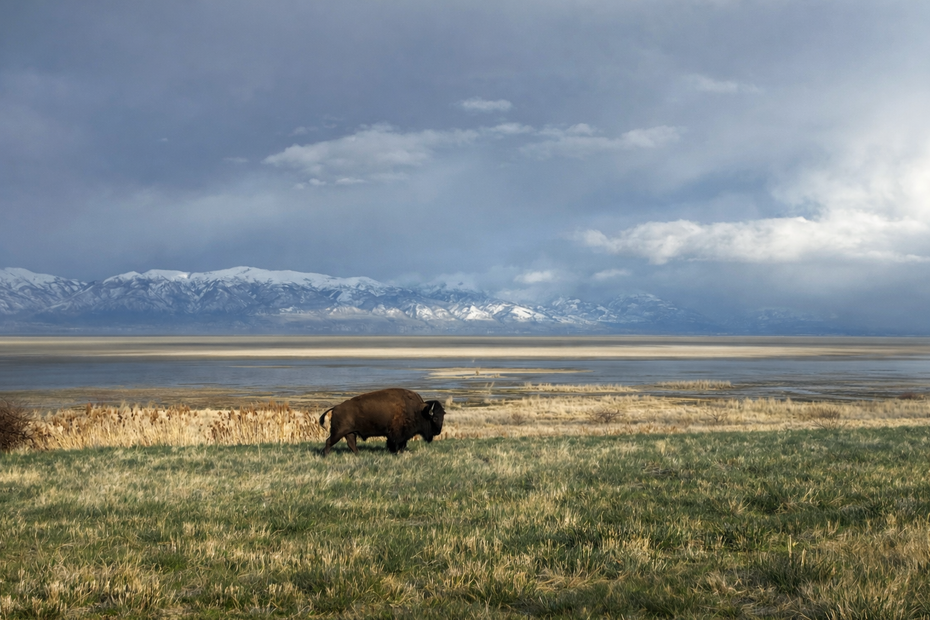 Bison grazes in a grassy field near a body of water with snow-capped mountains in the background under a cloudy sky.