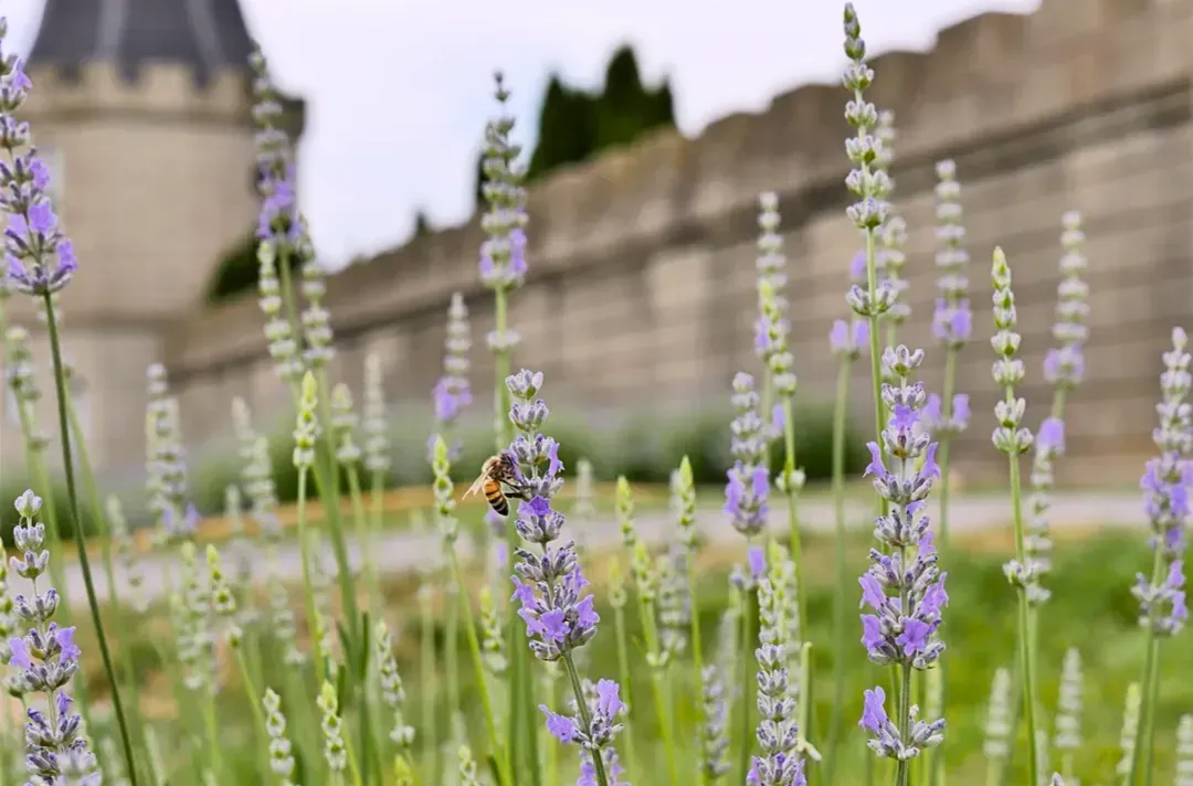 Purple wildflowers in front of a stone wall with a blurred building in the background