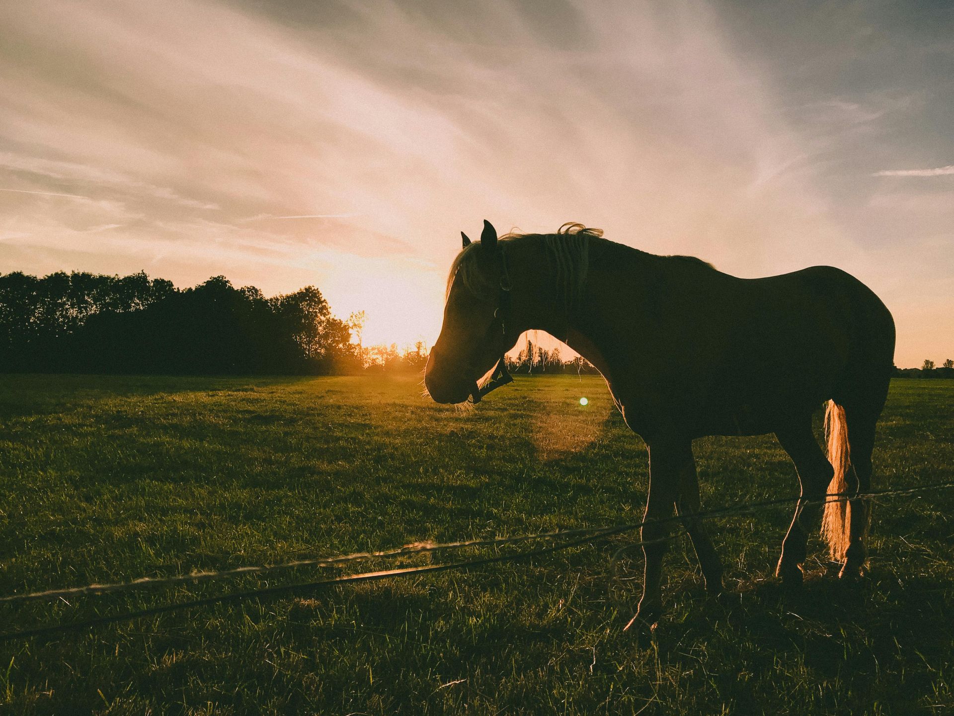Horse silhouetted in a field at sunset.
