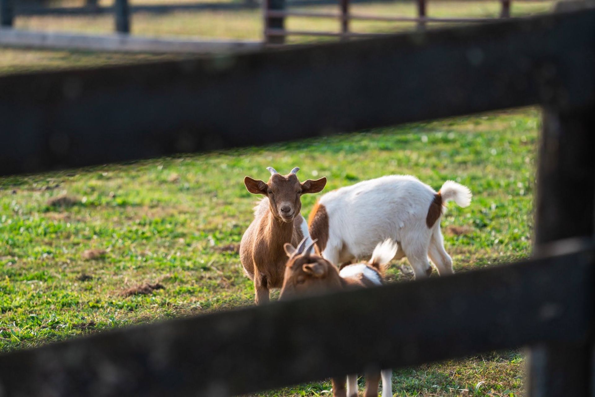 Two goats standing on grassy pasture, viewed through dark fence rails