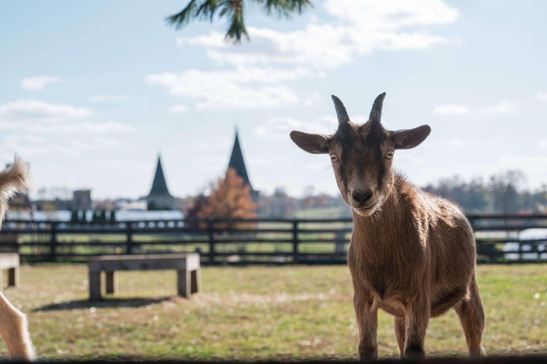 Goat standing in a sunny farm field with a wooden fence and distant barns