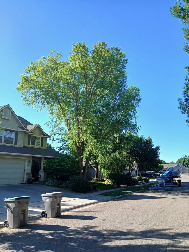 Quiet suburban street with large tree, houses, blue sky, and trash bins along the curb