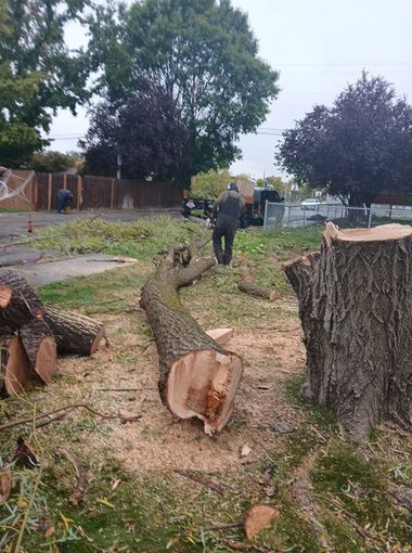 Two people walking in a park with cut tree trunks and branches on the ground