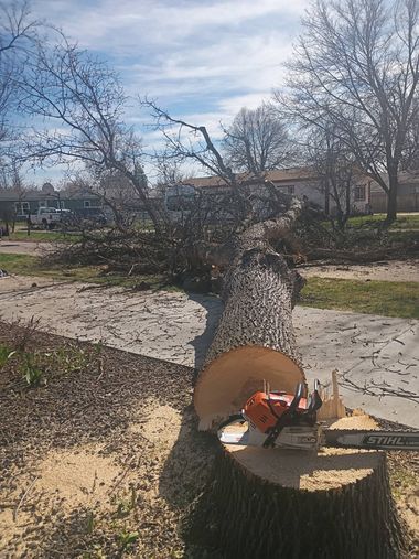 Cut tree trunk in a park with wood chips and sawdust, leafless trees and houses in the background.