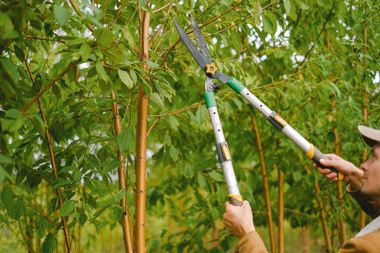People pruning green tree branches with long-handled loppers outdoors