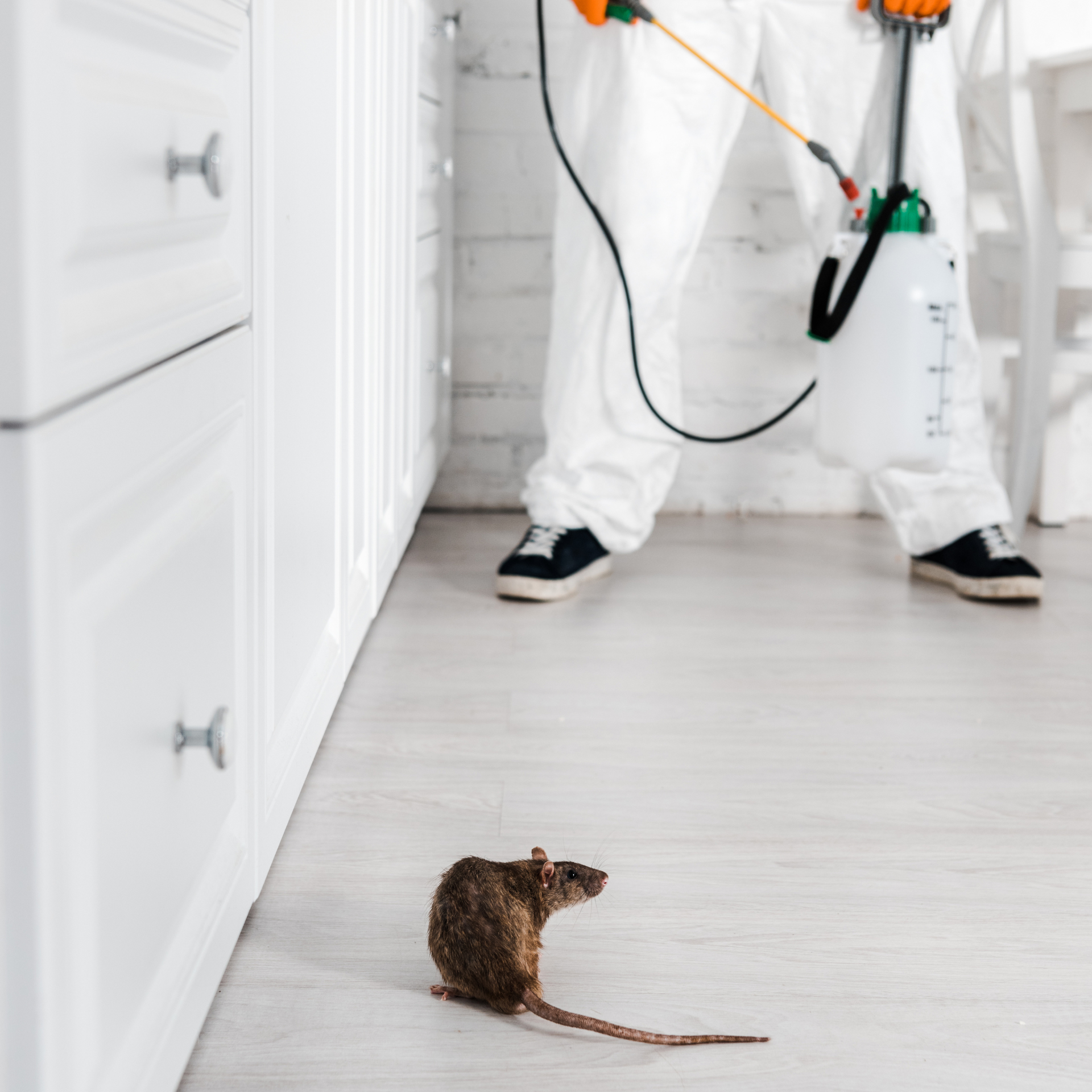 A man is spraying a mouse with a sprayer in a kitchen.