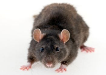 Black rat facing forward on a white background