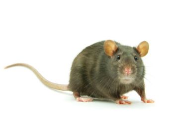 Gray mouse with pink ears and tail on a white background