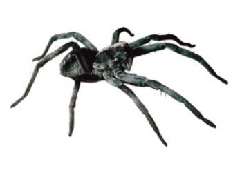 Black spider on a white background, legs spread out against the plain backdrop