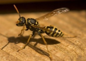 Close-up of a yellow-and-black wasp standing on a wooden surface