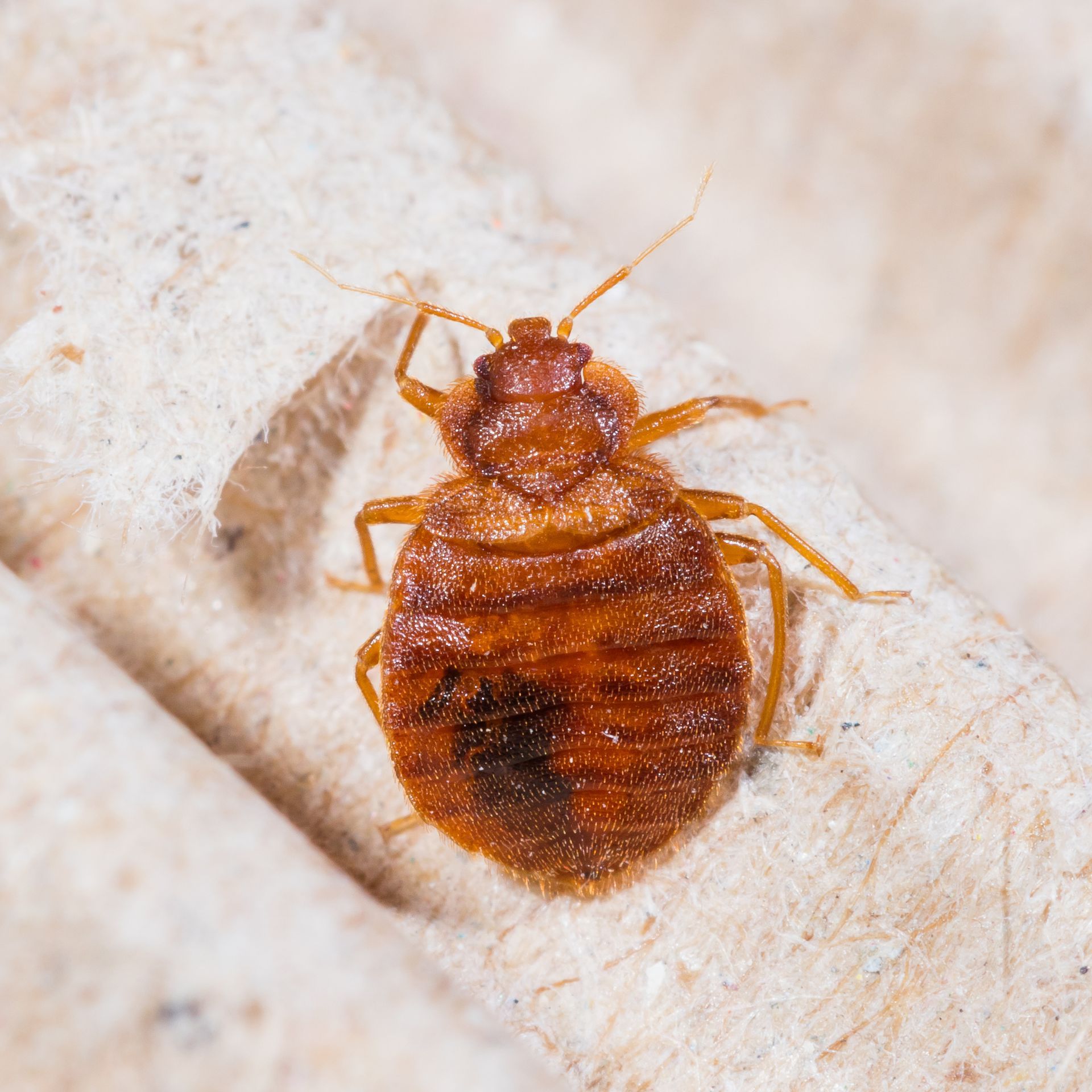 Close-up of a reddish-brown bed bug on a light fabric surface Close-up of a reddish-brown bed bug on a light fabric surface