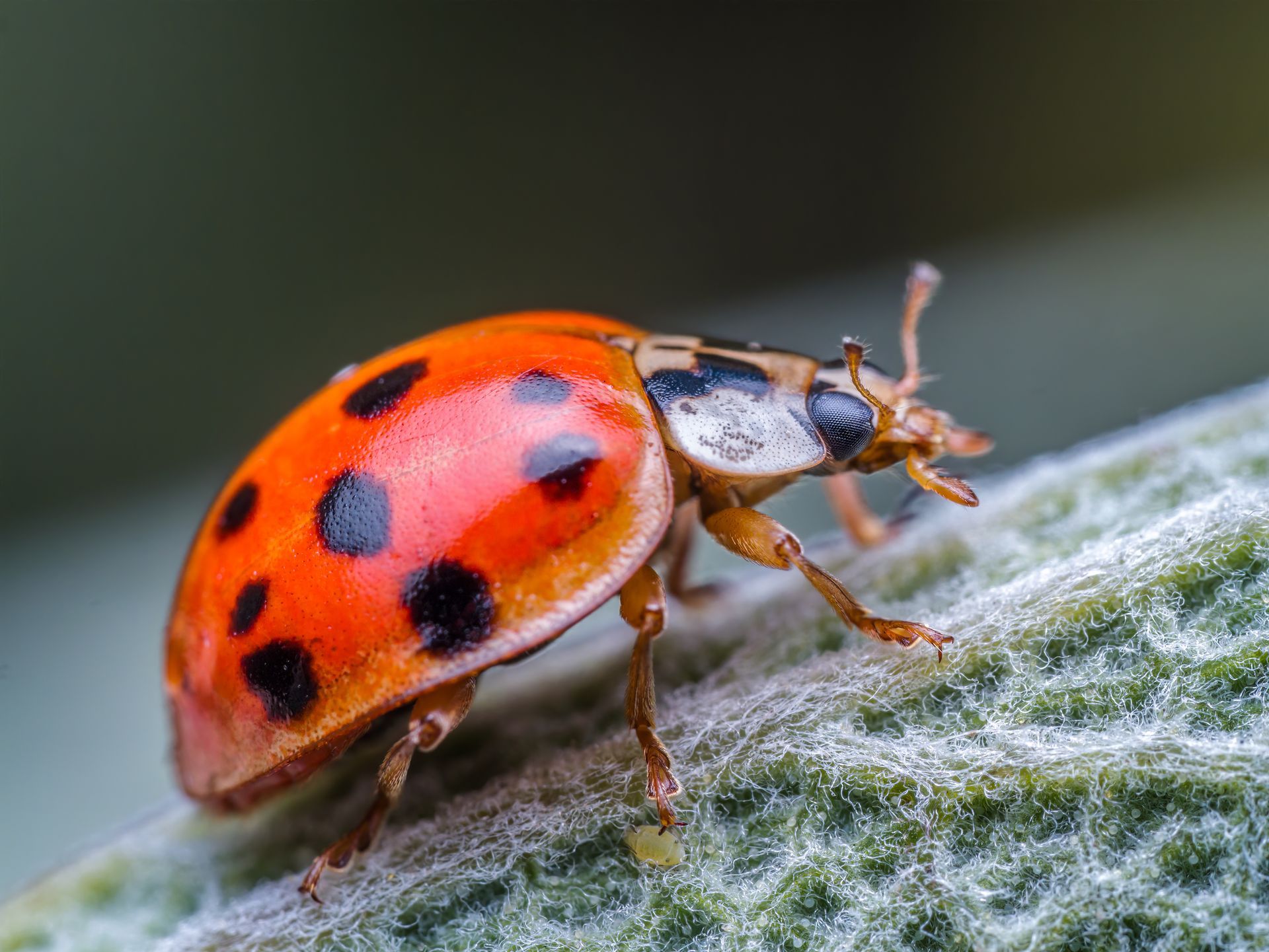 Red ladybug with black spots on a leaf close-up
