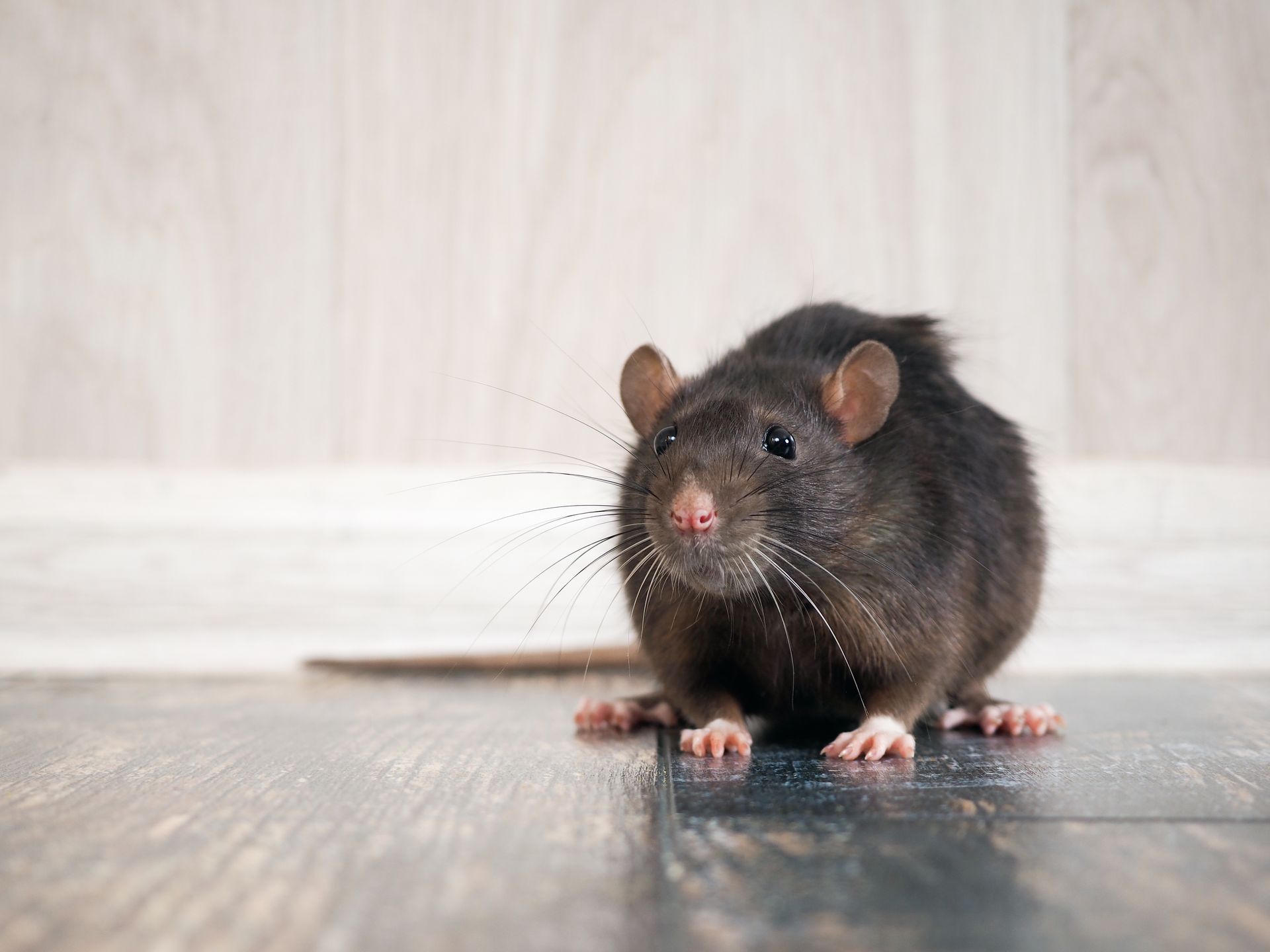 Black rat standing on a wooden floor against a light wall, facing the camera. Black rat standing on a wooden floor against a light wall, facing the camera.