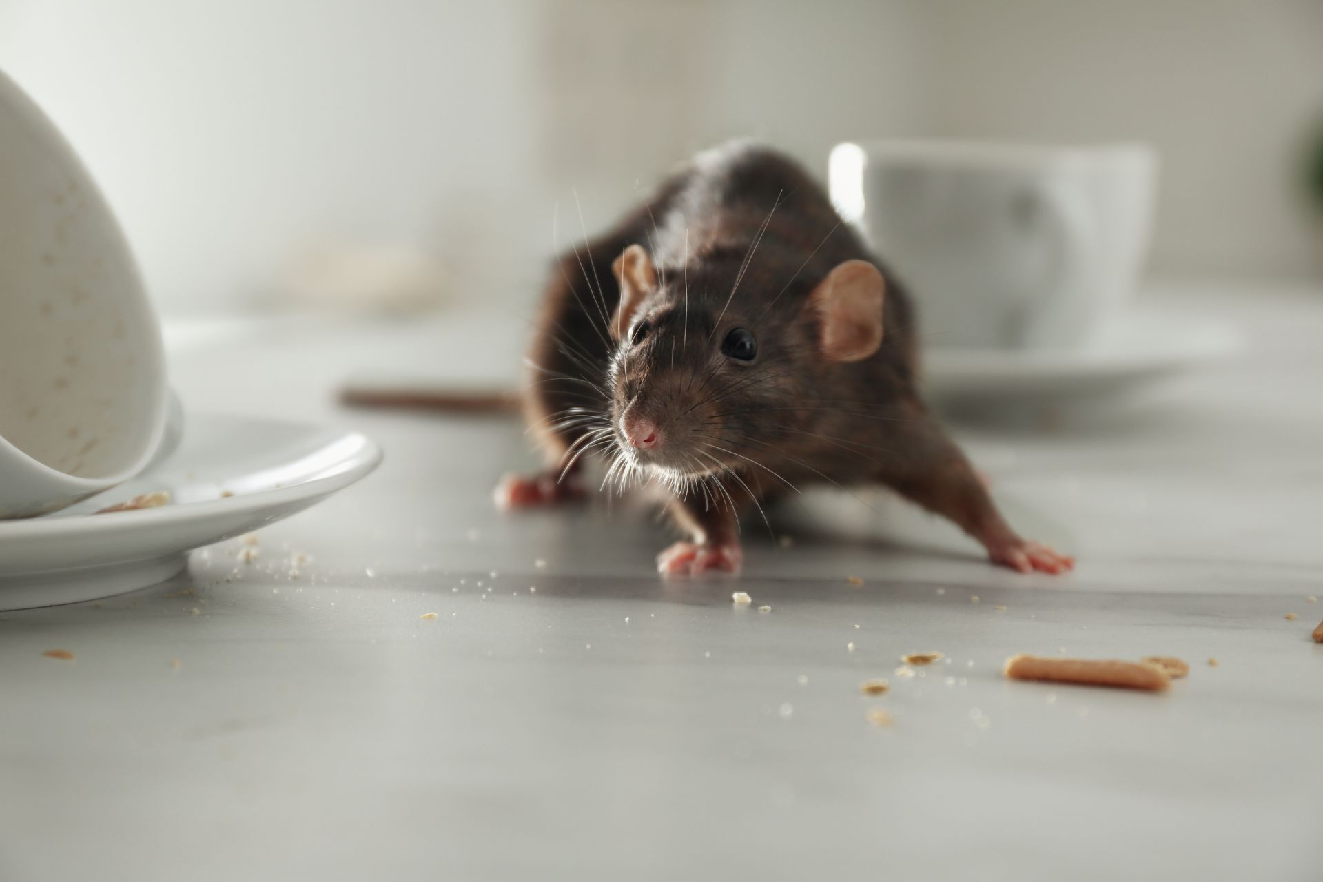 Small brown mouse on a white table with crumbs and a cup in the background
