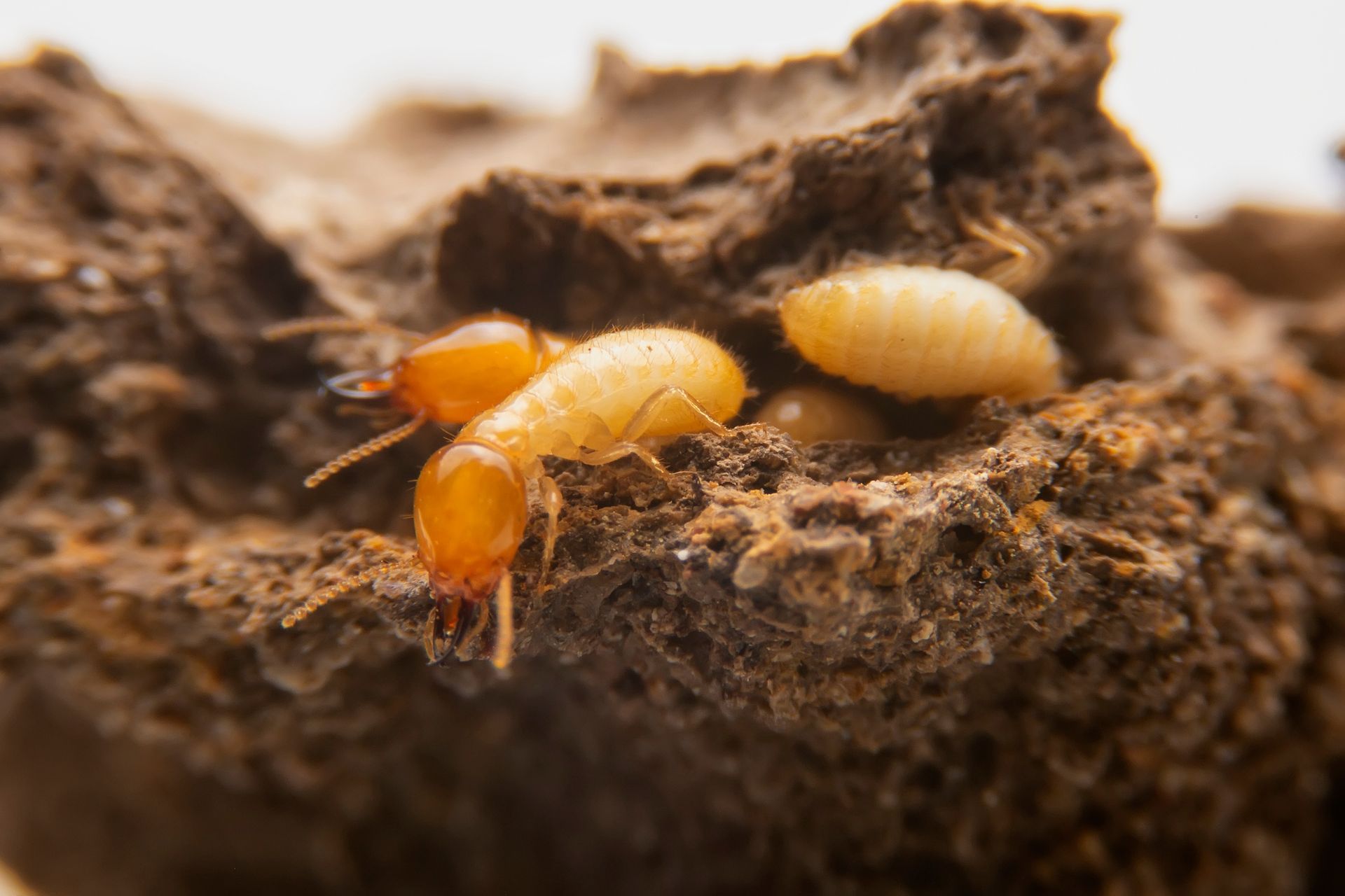 Two termites on rotting wood, one orange-headed and one pale, close-up. Two termites on rotting wood, one orange-headed and one pale, close-up.