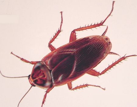 Brown cockroach on a light background, shown from above with legs and antennae visible