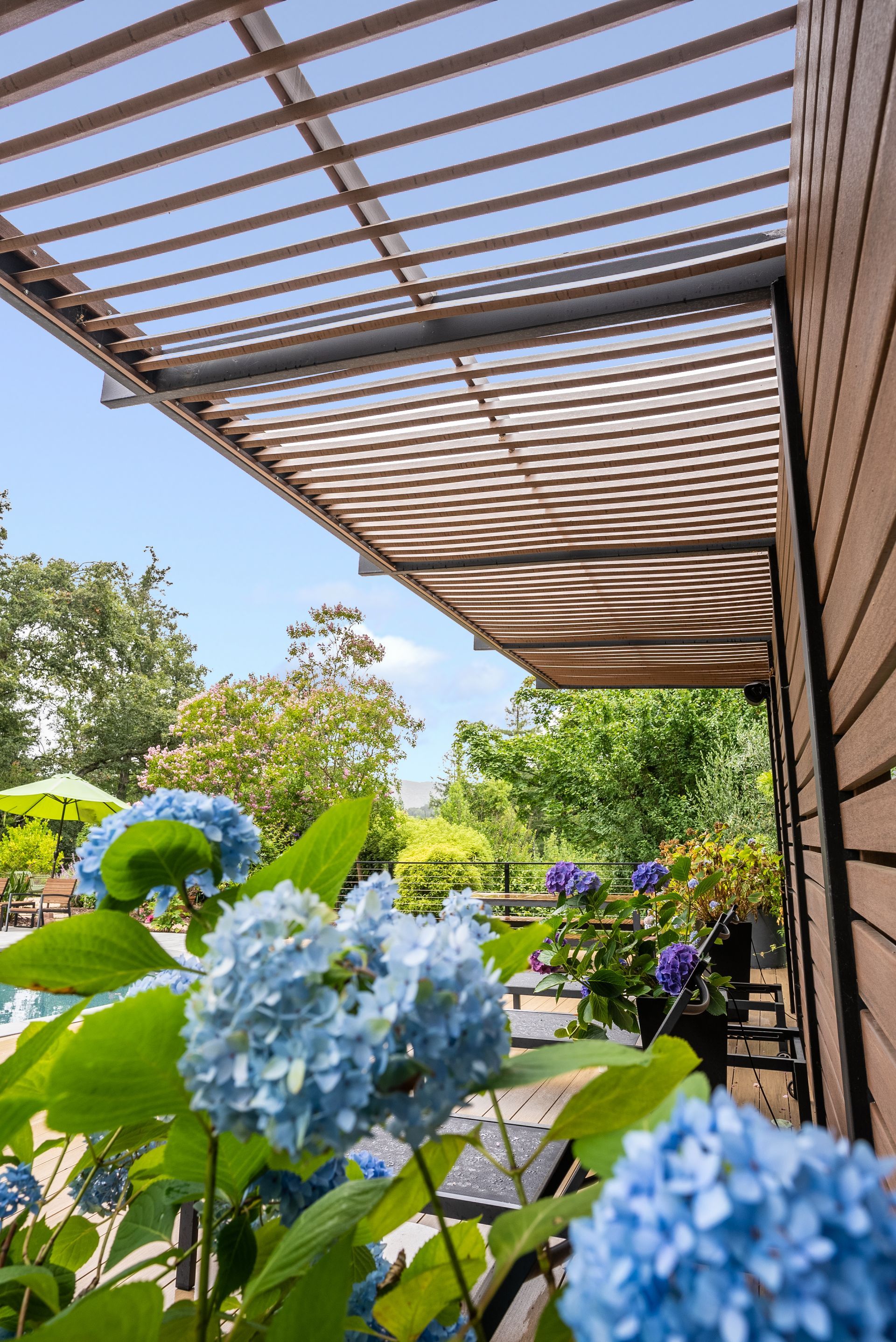 Hydrangeas blooming beside a wooden house and pergola under a clear blue sky