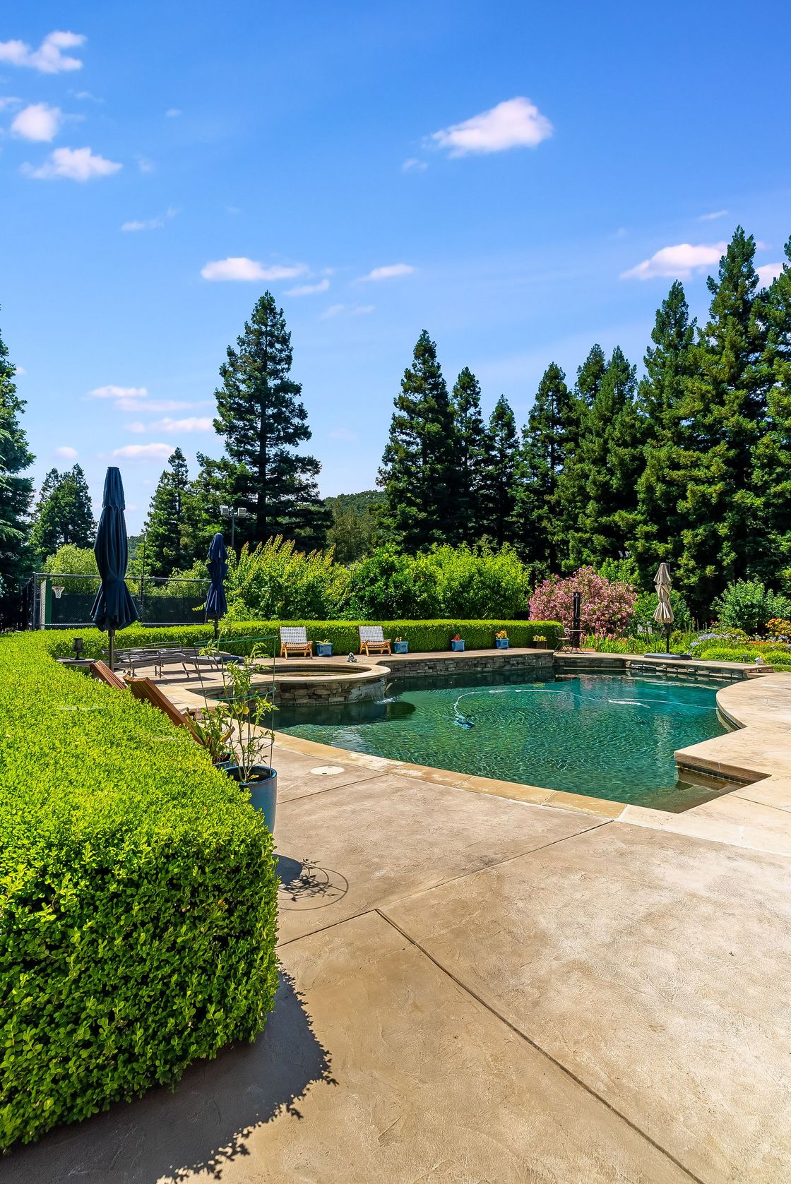 Backyard pool with tan patio, green hedges, and tall trees under a bright blue sky