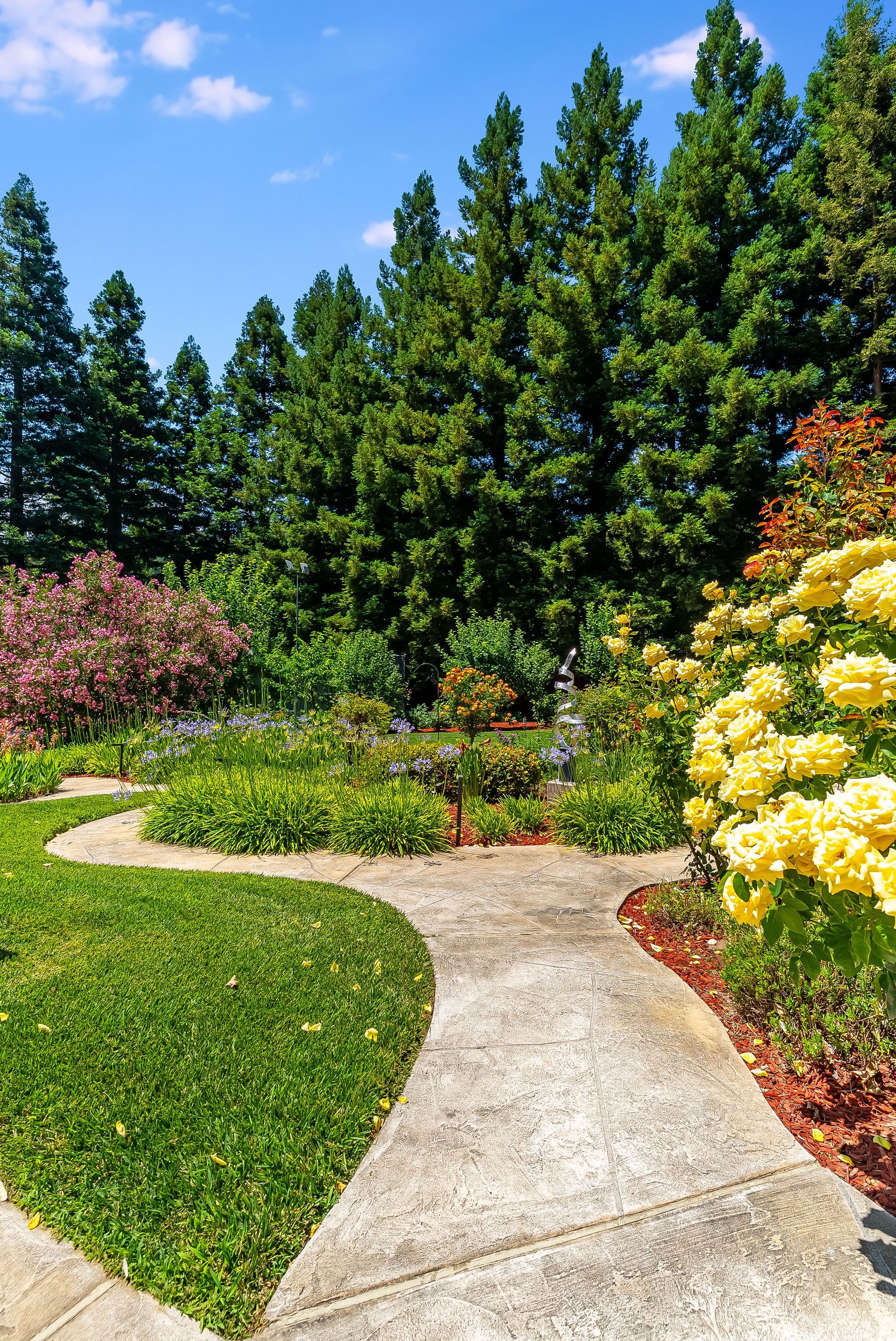 Curved garden path through lush greenery with flowering shrubs and tall trees under a blue sky