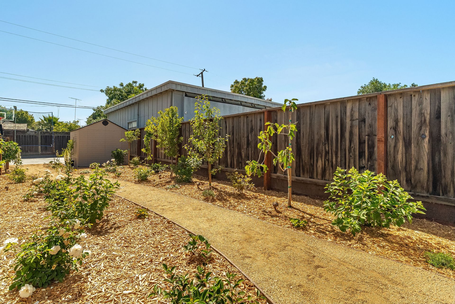 Dry backyard with dirt path, young trees, wooden fence, and a small shed under a clear blue sky