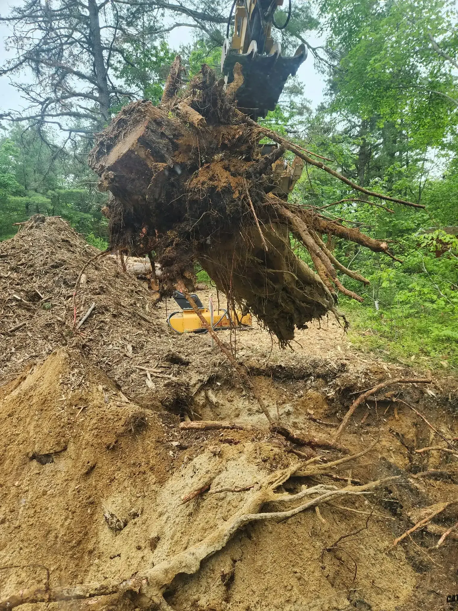 An excavator lifts a tree root system from the ground, next to a pile of wood chips in a wooded area.