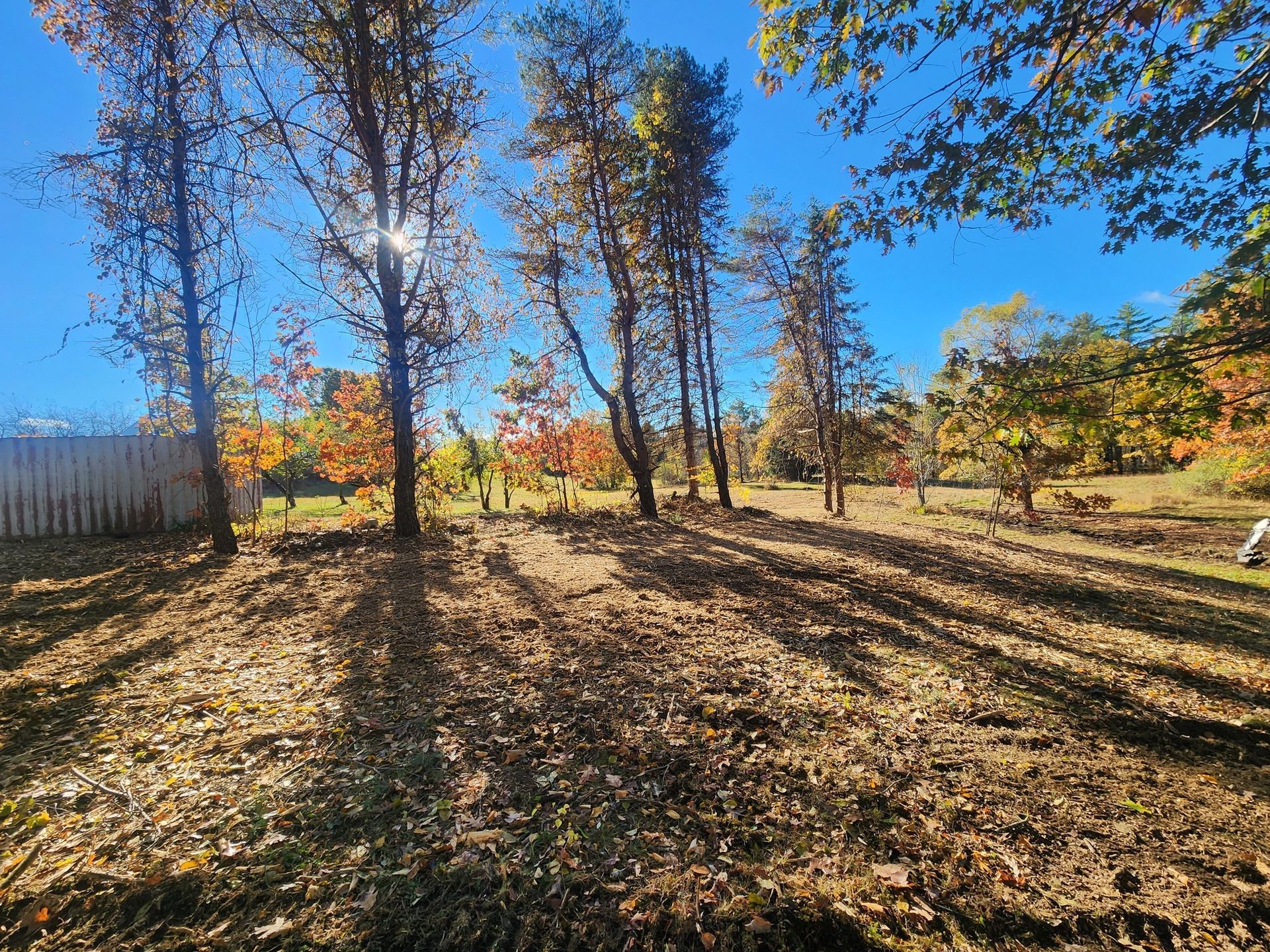 Sunlit autumn scene with trees casting long shadows on fallen leaves. Bright blue sky.