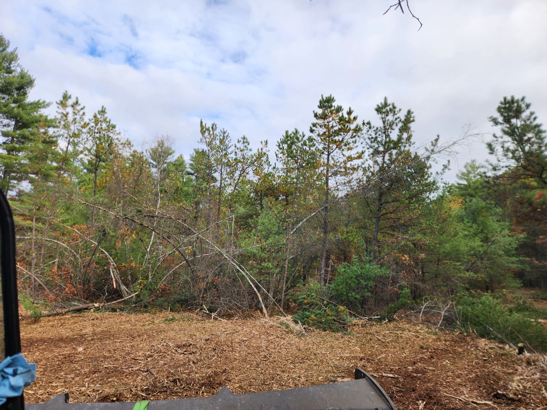 Wood chips in foreground with trees and cloudy sky background.
